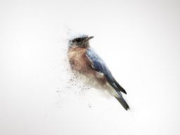 Jack Crossing bird