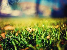 Flickr Photo Download: The Grass is Always Greener . . .