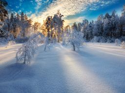 Winter Light