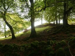 Hillside