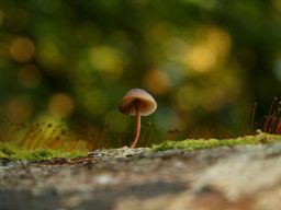 Mushroom
