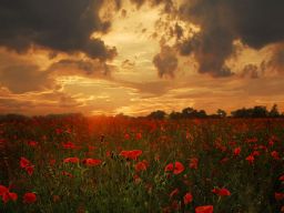 Photograph *** by Natalia Ivanichek on 500px
