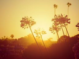 Navis Photography