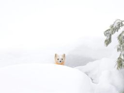 animals-in-winter-14.jpg (880×1001)