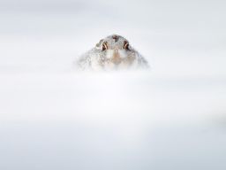 animals-in-winter-15.jpg (880×694)