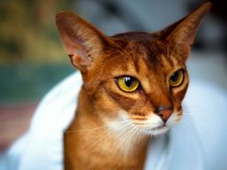 Cute-Red-Abyssinian-4K-Ultra-HD-Wallpaper.jpg (3840×2160)