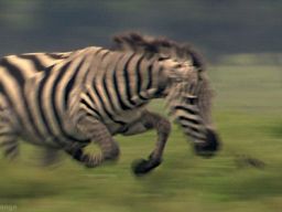 tumblr_m1ajwdmLQW1r4zr2vo1_500.gif (500×280)