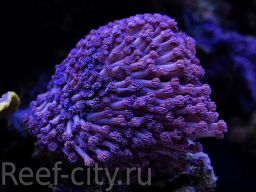 1171_korall--goniopora-purpurna.jpg (1024×764)