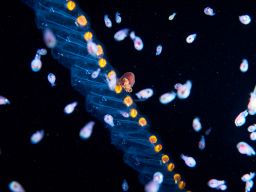 27197617800_8a8dbd6b1b_k.jpg (2048×1367)