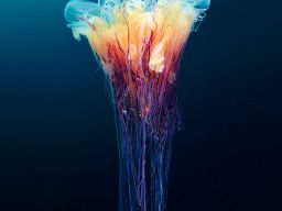 jellyfish-underwater-photography-alexander-semenov-4.jpg (915×960)