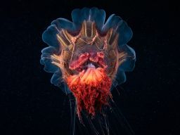http://www.thephoblographer.com/wp-content/uploads/2016/02/Alexander_Semenov_Russia_Shortlist_Professioanl_Environment_2016-Sony-World-Photography-Awards.jpg