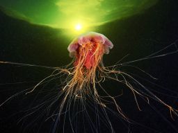Underwater+Creatures+003.jpg (1600×1067)