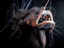 ww-qa-anglerfish.jpg (1511×2048)